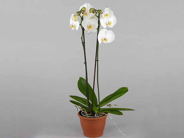 Phalaenopsis 'Ikaria'
