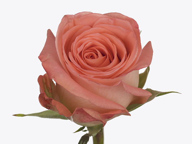 Роза крупноцветковая "Satisfaction!"