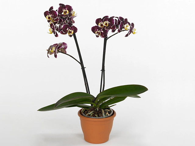 Фаленопсис "Anthura Ronda"