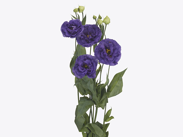 Eustoma russellianum double flowered 'Floralisi Blue'