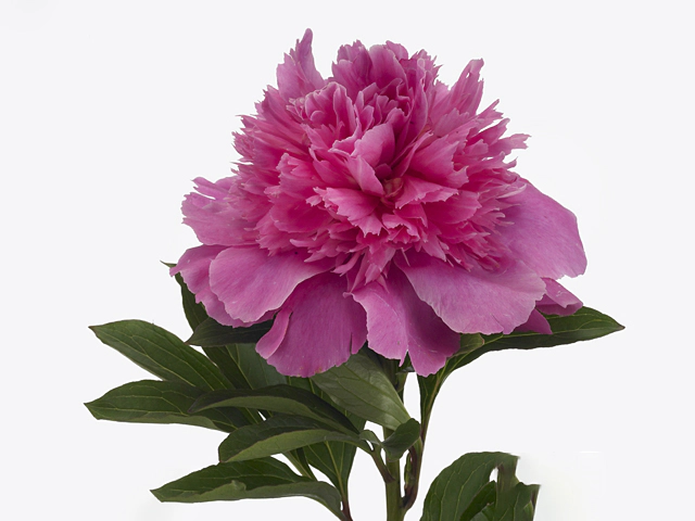 Paeonia (Lactiflora Grp) 'Pink Cameo'