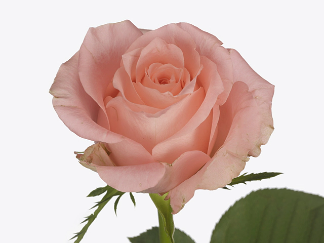 Роза крупноцветковая "Kiss 2u"