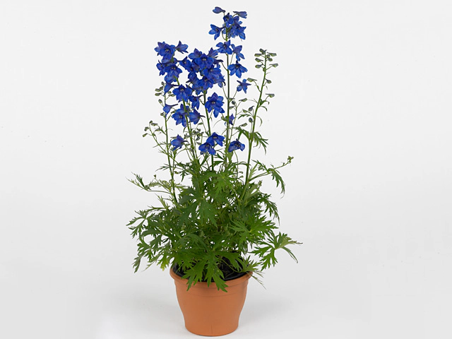 Delphinium (Belladonna Grp) 'Plagu Blue'