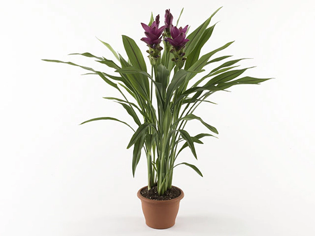 Curcuma Siam Scarlet