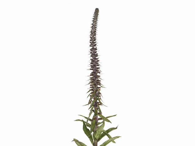 Digitalis parviflora