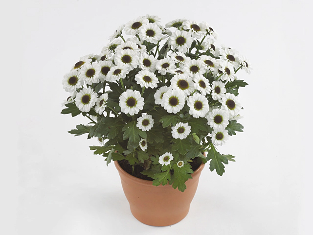 Chrysanthemum (Indicum Grp) Yin Yang