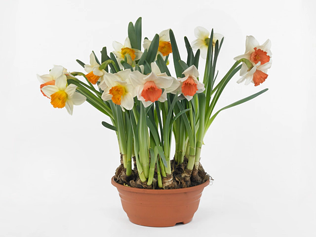 Narcissus (Large-cupped Grp) 'Chromacolor'