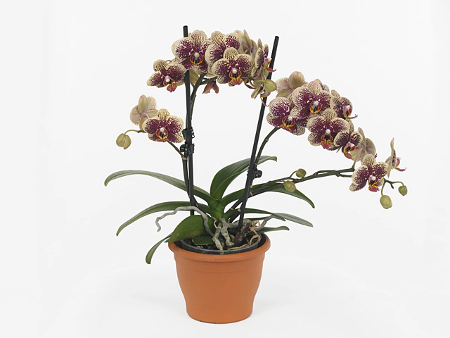 Phalaenopsis Multifloratypes Floriclone Valley Dew