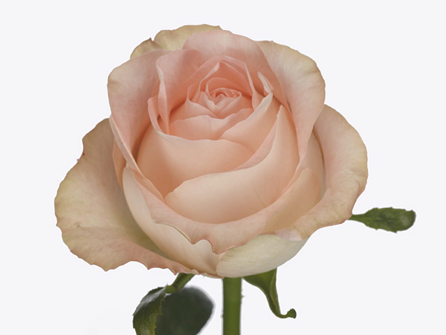 Роза крупноцветковая "Shiny Jumilia"