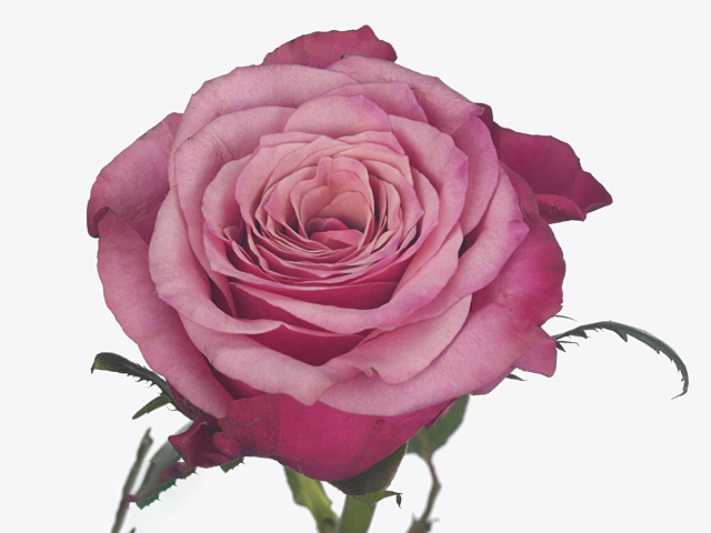 Роза крупноцветковая "Pippa"