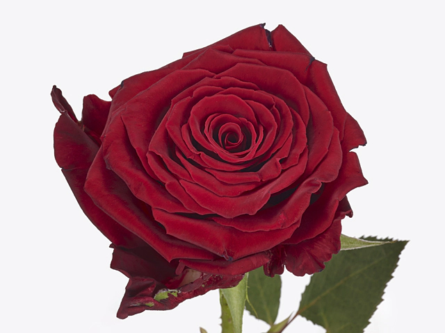 Роза крупноцветковая "Abba"