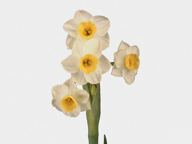 Narcissus (Tazetta Grp) 'Avalanche'
