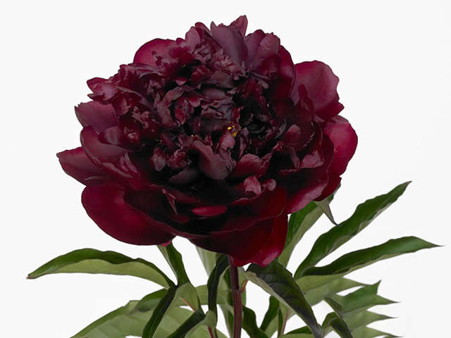 Paeonia (Lactiflora Grp) 'Highlight'