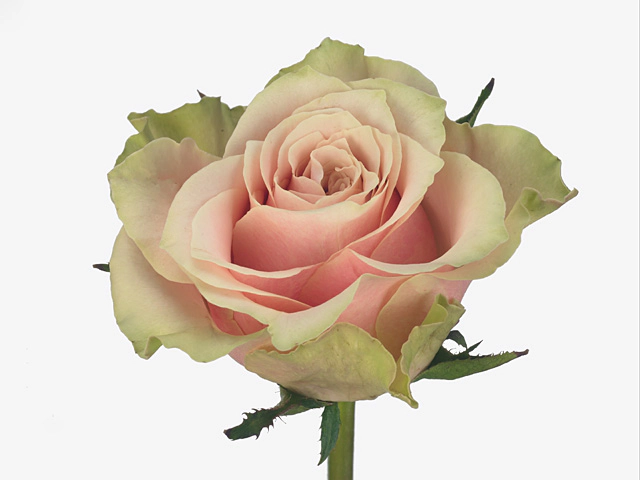 Роза крупноцветковая "Arena@"