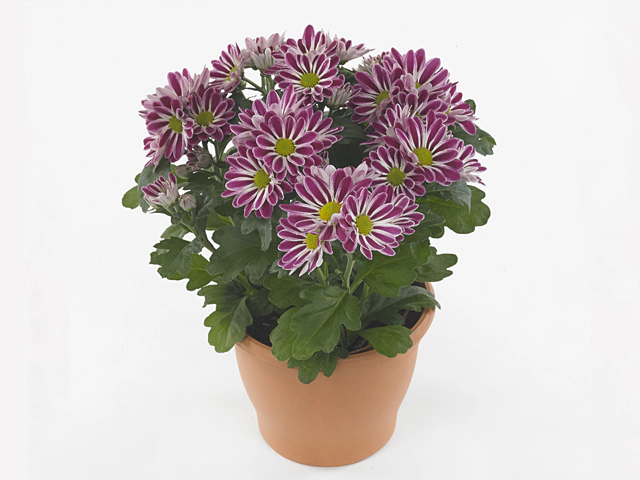 Chrysanthemum (Indicum Grp) Artistic Armin