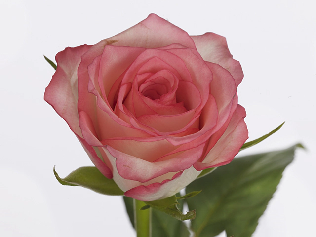 Роза крупноцветковая "Simone!"