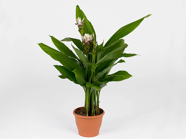 Curcuma Siam Carara Sparkling