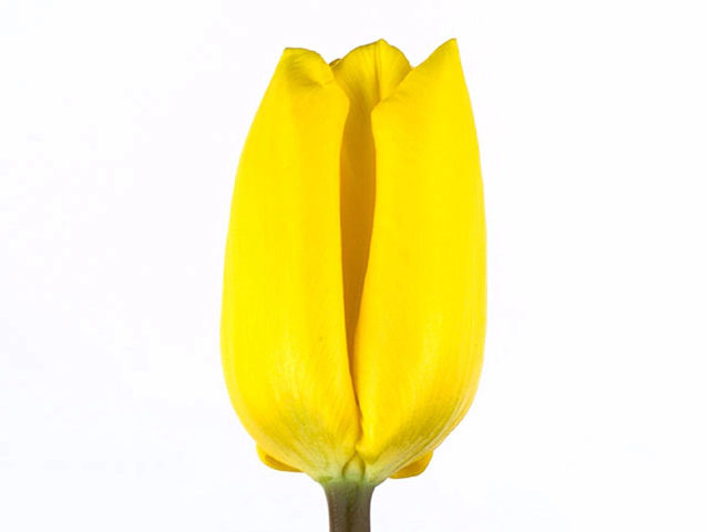 Тюльпан Триумф "Yellow Flight"