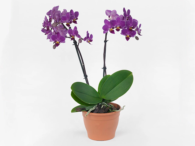 Phalaenopsis Multifloratypes Anthura Basel