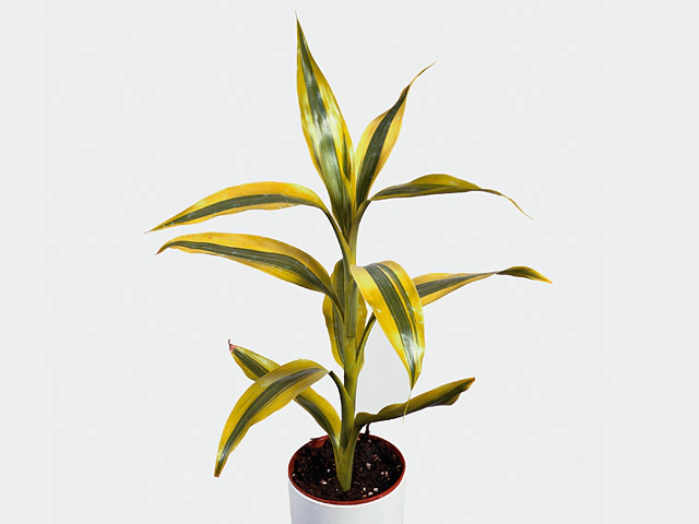 Dracaena sanderiana 'Gold'