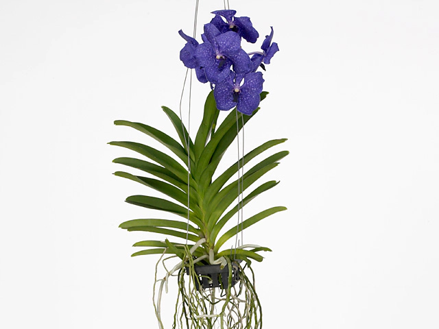 Vanda Pachara Delight 'Blue Beauty'