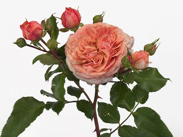 Роза спрей "Orange Pompon Freelander"