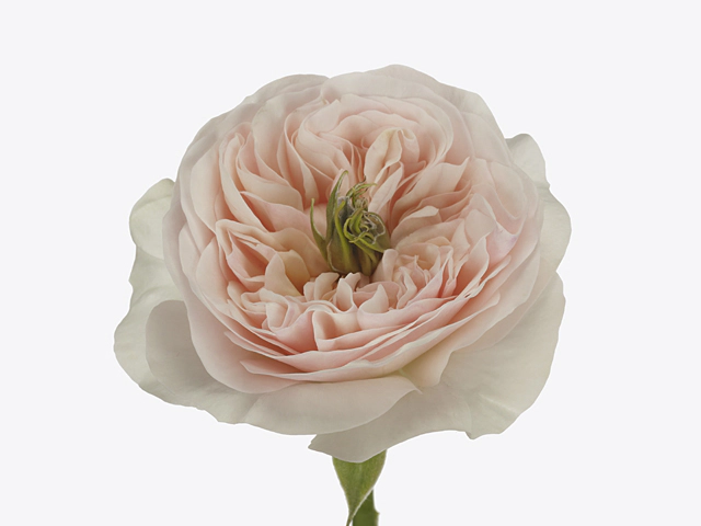 Роза крупноцветковая "Tinkerbell!"
