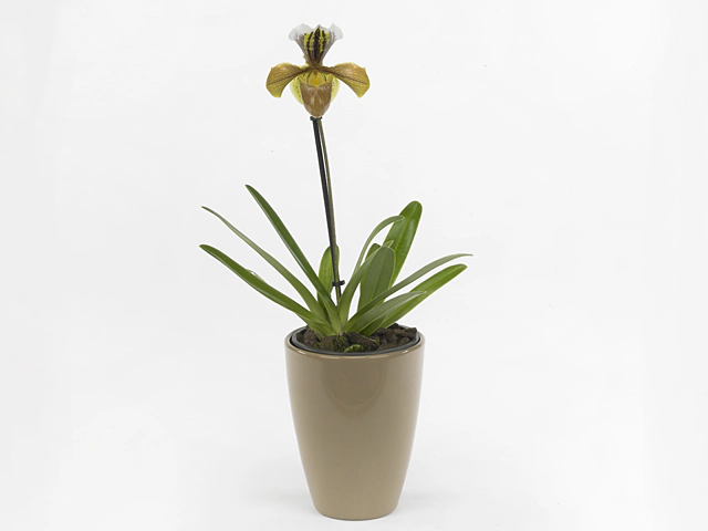 Arrangementen Paphiopedilum