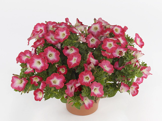 Petunia Surfinia Coral Morn