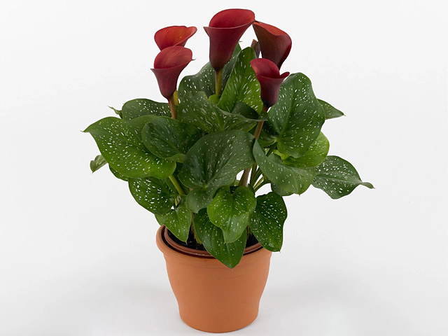 Zantedeschia 'Red Alert'