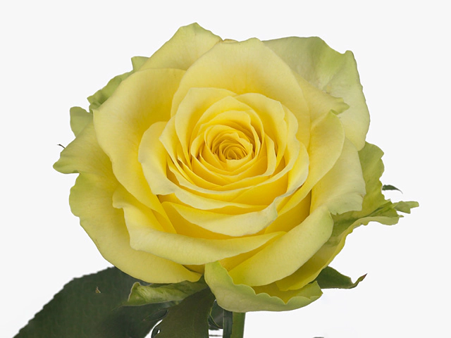 Роза крупноцветковая "Gelosia"