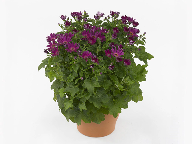 Pericallis (Cruentus Grp) Senetti Red