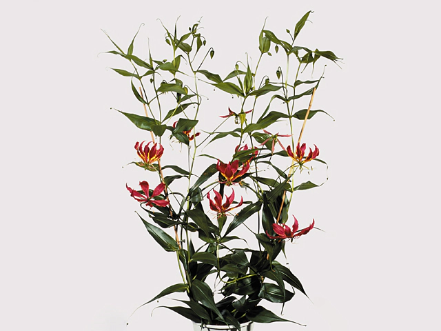 Gloriosa superba 'Rothschildiana'