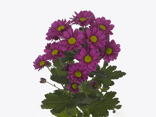 Chrysanthemum (Indicum Grp) spray Memphis Dark
