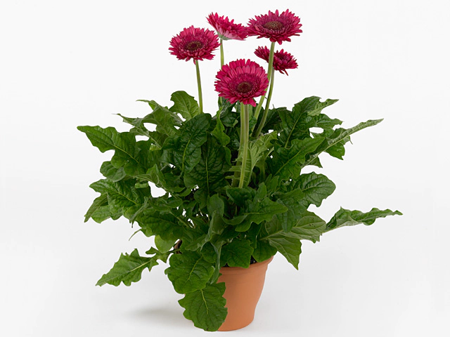 Gerbera Patio Gerbera Bighorn