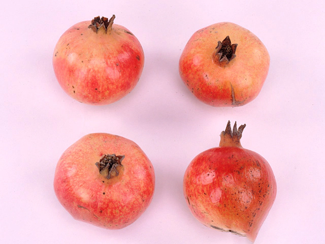 Ornamental fruits a piece Punica granatum