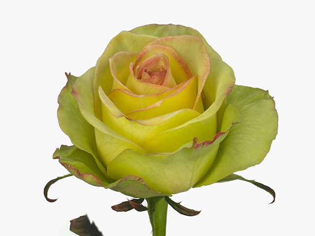 Роза крупноцветковая "Brocante+"