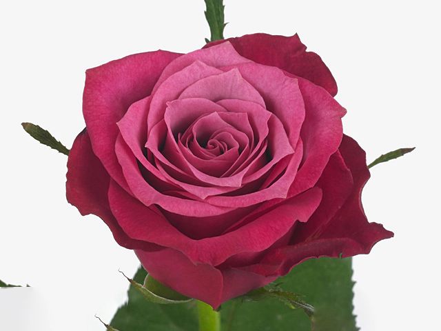 Rosa large flowered Eternity