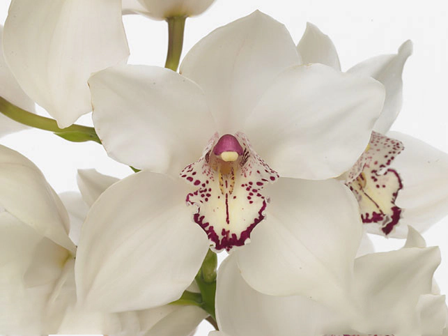 Cymbidium large flowered Hotstuff 'Marianne'