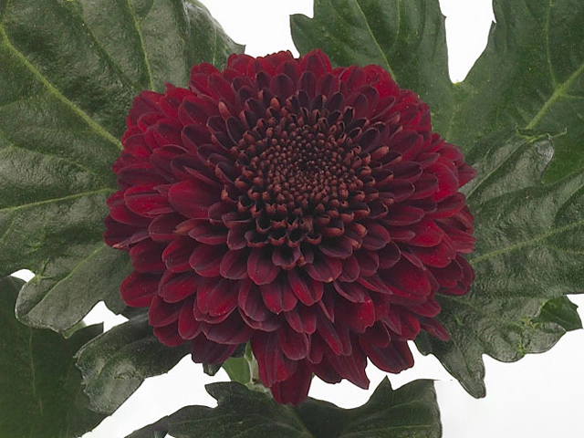 Chrysanthemum (Indicum Grp) disbudded Kiev Dark