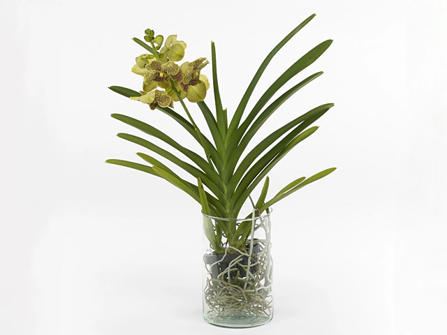 Arrangementen Vanda