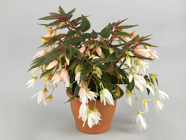 Begonia boliviensis 'Bonaparte White Blush'