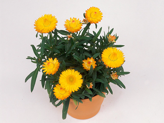 Xerochrysum Dreamtime Yellow