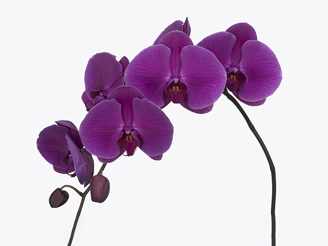 Phalaenopsis per branch Purple Haze