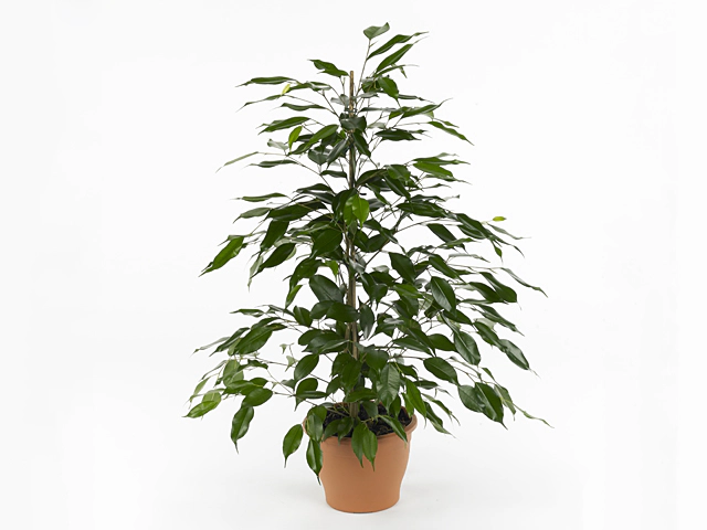 Ficus benjamina Forever Green