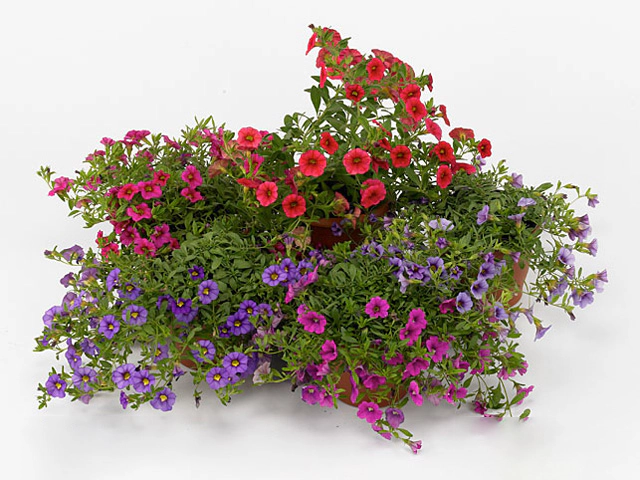 Calibrachoa Priviliged mixed
