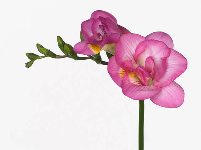 Freesia double flowered 'Pink Attraction'