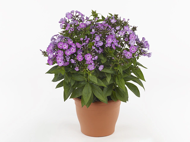 Phlox (Paniculata Grp) Famous Light Purple