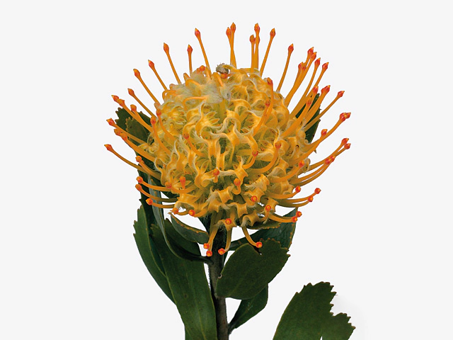 Leucospermum conocarpodendron 'Goldie'