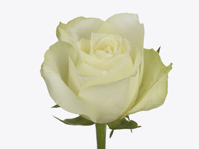 Роза крупноцветковая "Coco"